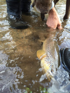 brown trout in water