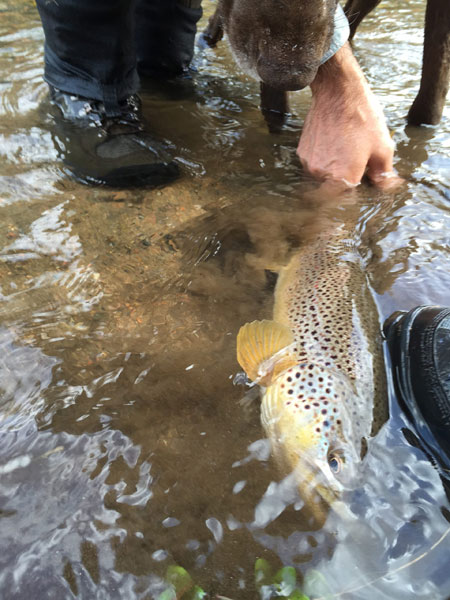 A Comprehensive Guide to Fly-Fishing in Telluride - Exceptional Stays