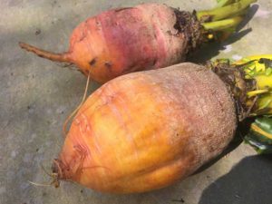Golden Beets