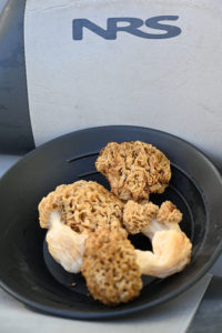 Morel Mushrooms