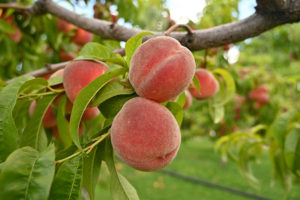 Peaches on Tree